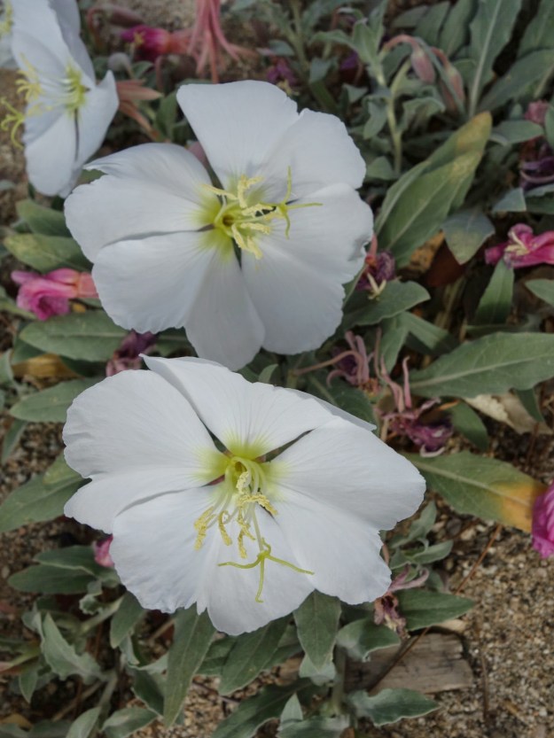 wp-1399433515812 image