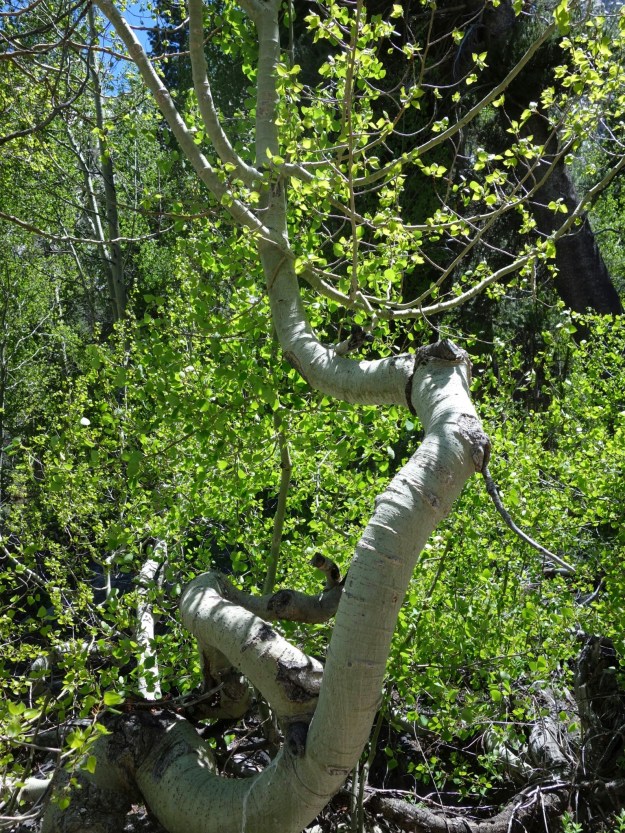 wp-1402329899586 image