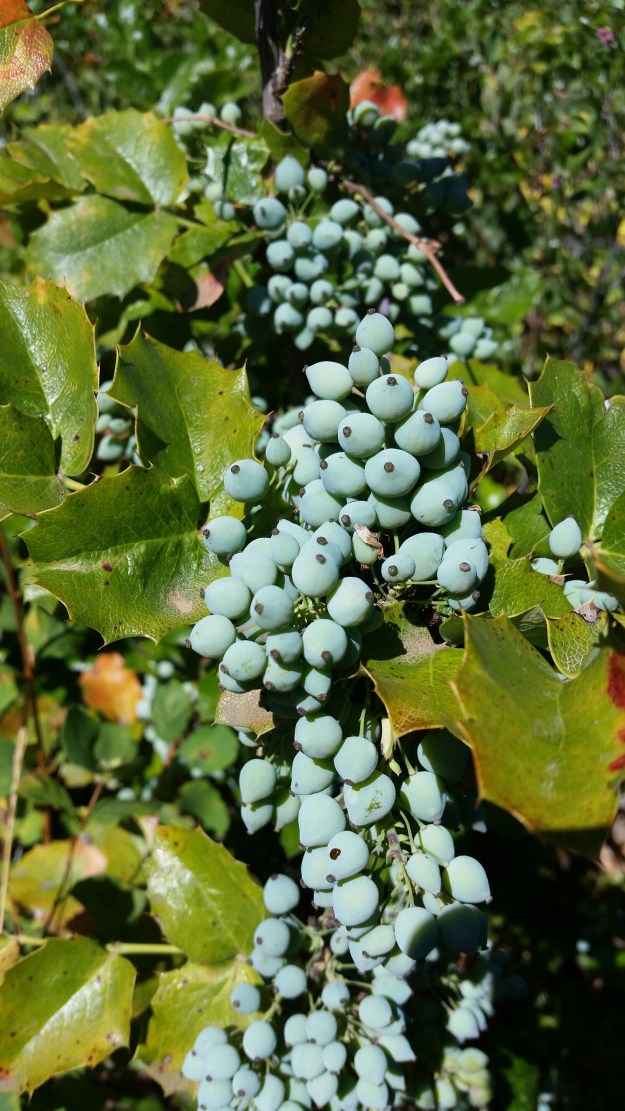 20140719_105311.jpg image