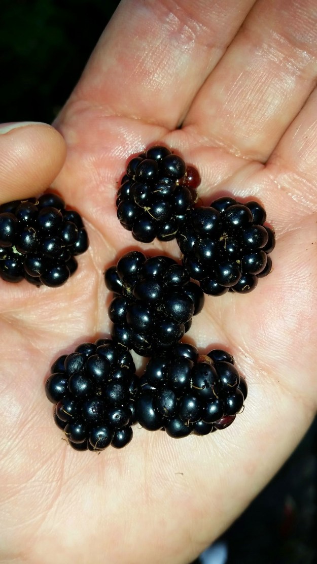 wp-1407714568575 image