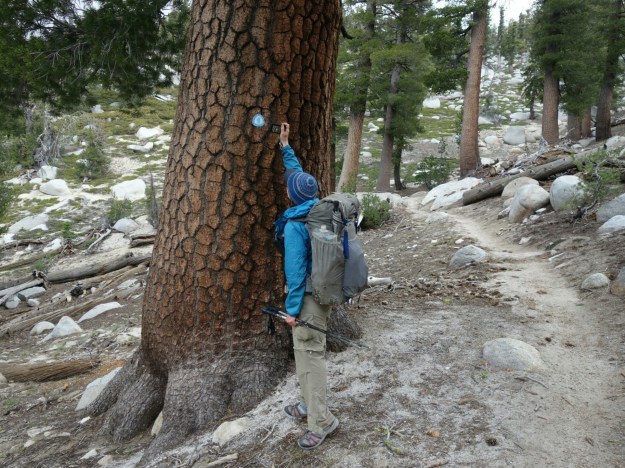 wp-1434577450526 image