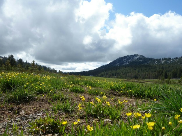 wp-1434577492273 image