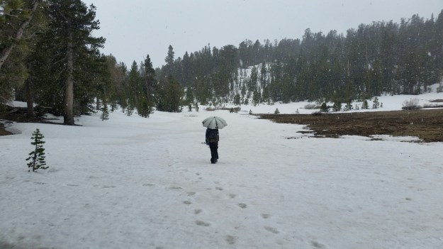 wp-1434577620276 image