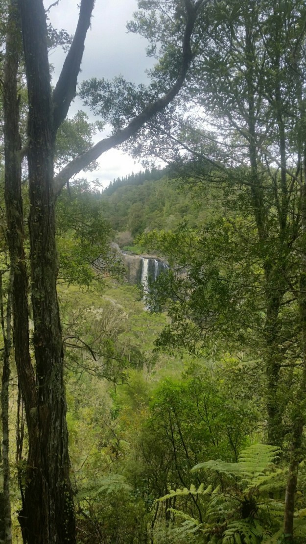 IMG_20151130_142434.jpg image