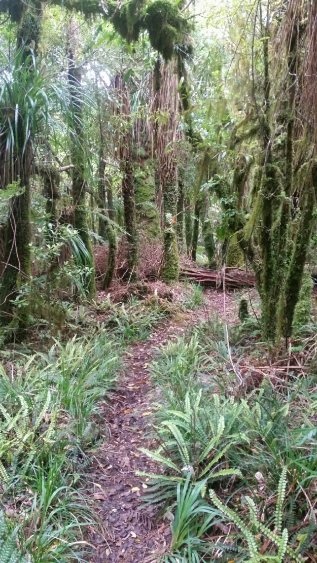 IMG_20151205_210128.jpg image