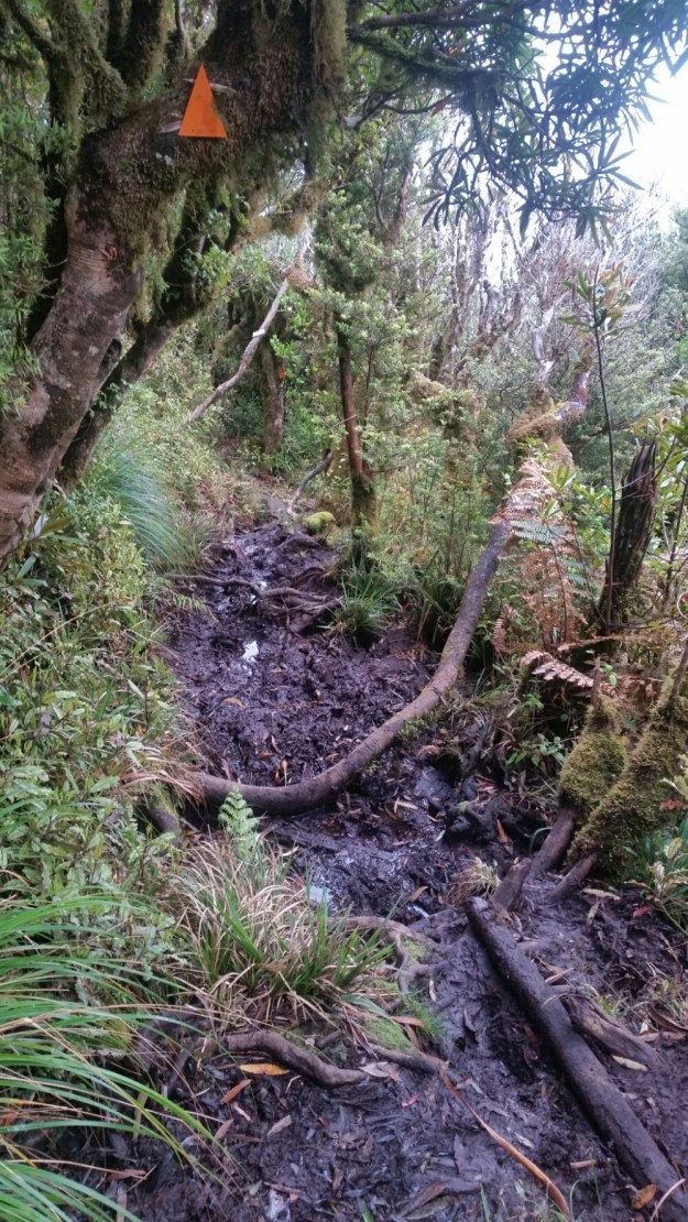 IMG_20151205_210249.jpg image