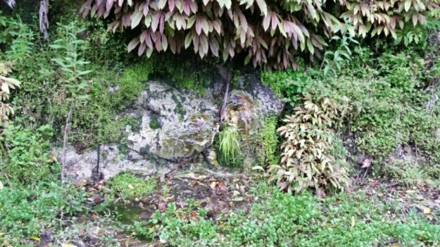 IMG_20151212_072930.jpg image