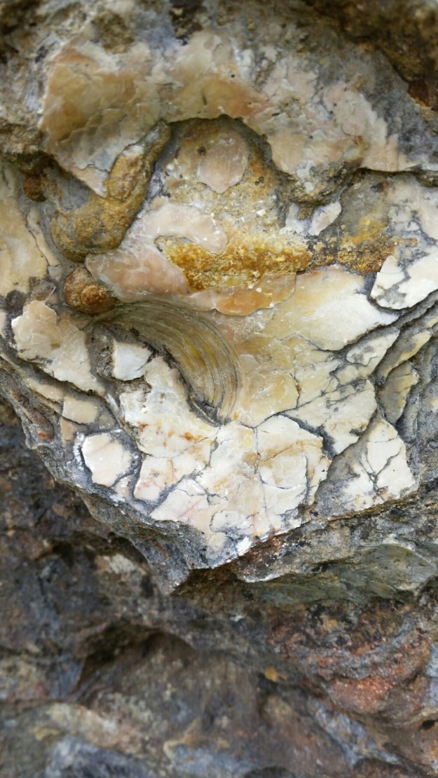 IMG_20151212_074323.jpg image