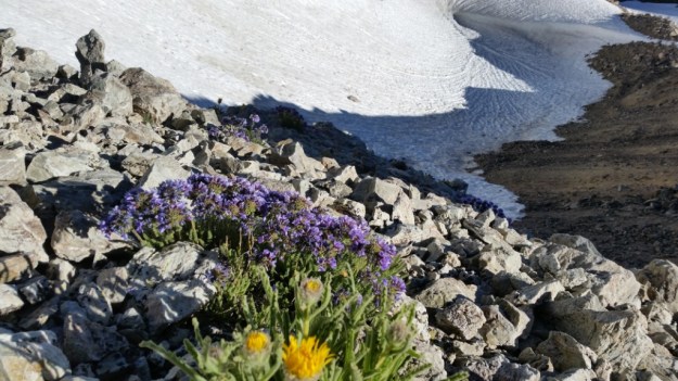 IMG_20160714_145515.jpg image