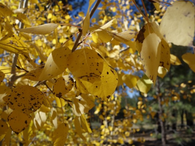 IMG_20161020_154542.jpg image