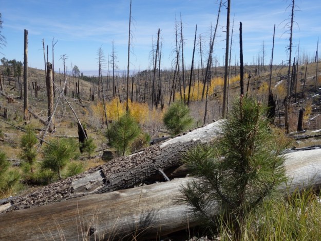 IMG_20161020_155214.jpg image