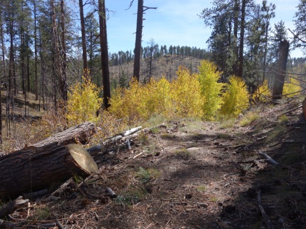 IMG_20161020_155244.jpg image