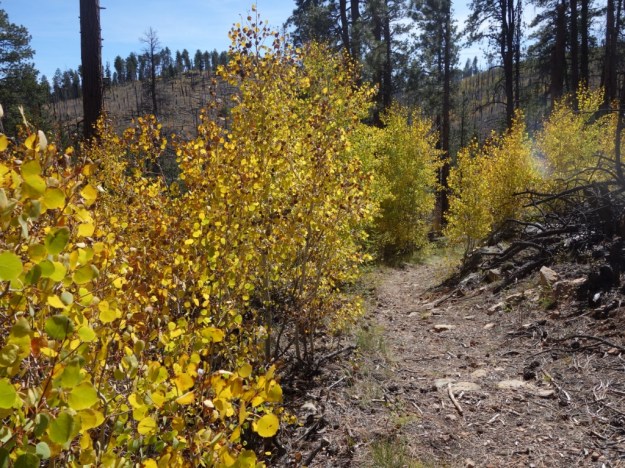 IMG_20161020_155308.jpg image