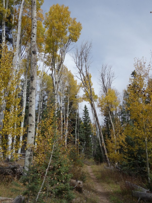 IMG_20161020_165849.jpg image