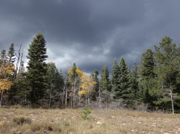 IMG_20161020_170659.jpg image