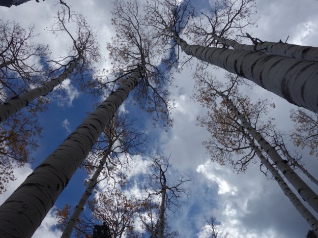 IMG_20161020_170733.jpg image