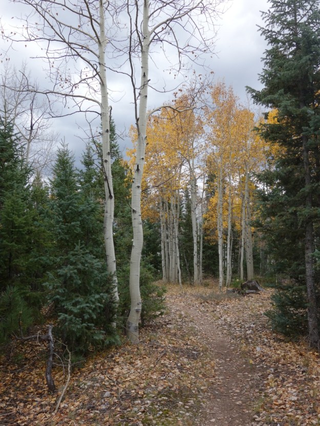 IMG_20161020_170940.jpg image