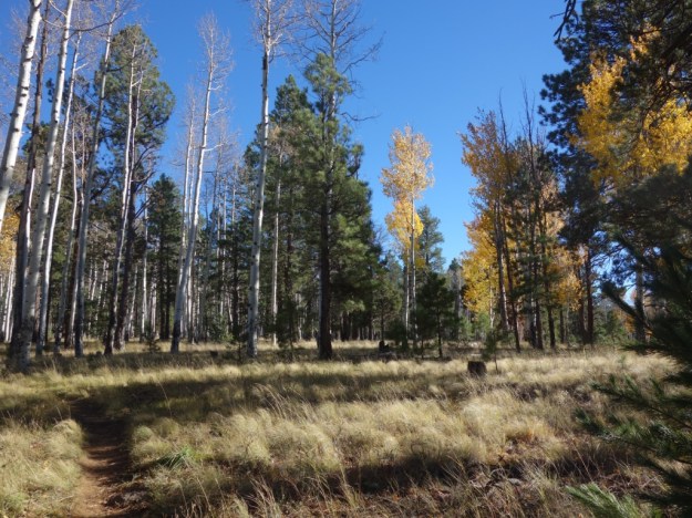 IMG_20161023_135242.jpg image