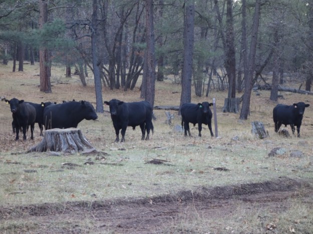 IMG_20161029_133912.jpg image