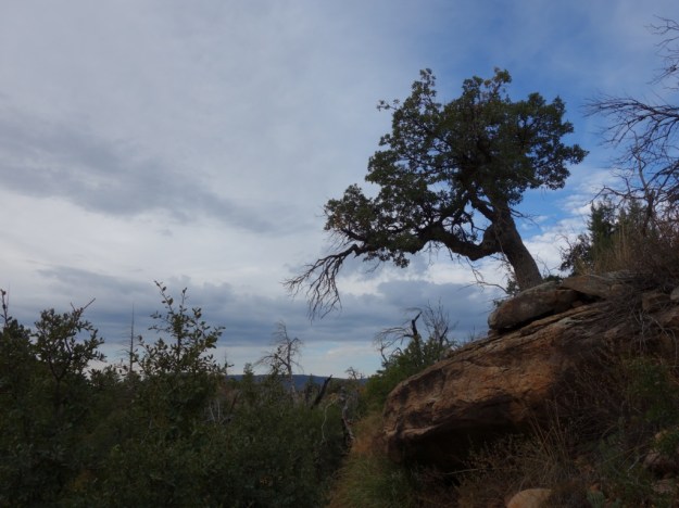 IMG_20161029_161824.jpg image