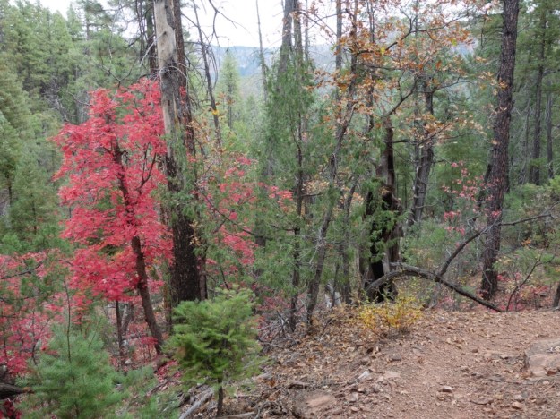 IMG_20161029_162156.jpg image