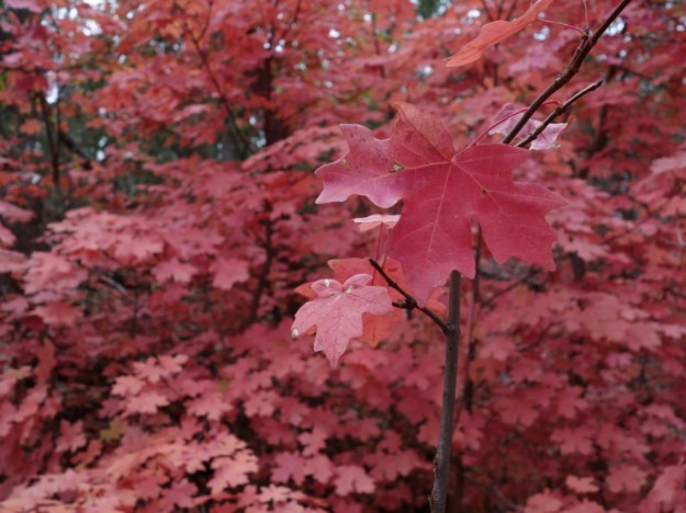 IMG_20161029_162259.jpg image